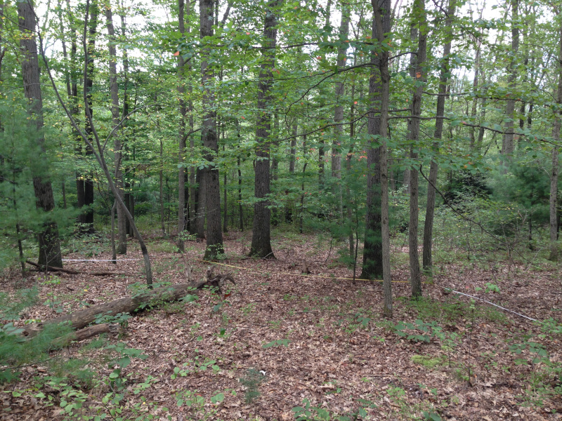 Dry oak-heath forest
